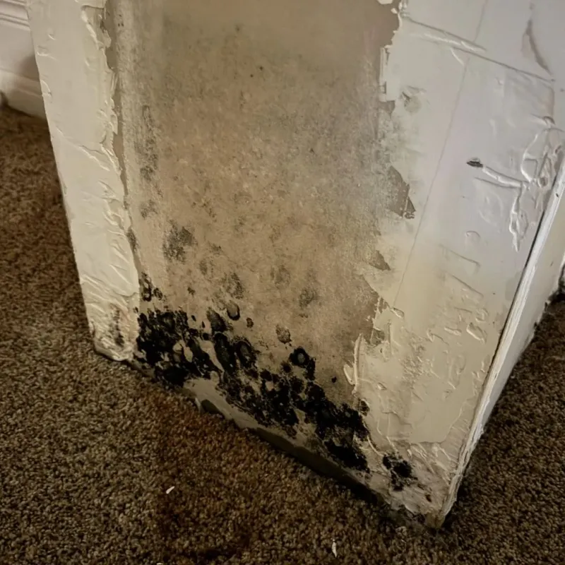 Professional Mold Removal in Mount Shasta, CA